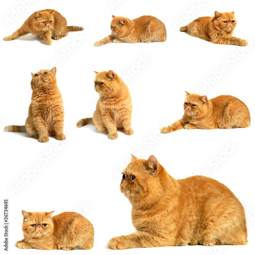 Fototapeta Naklejka Na Ścianę i Meble -  montage animalier chat roux - Persan