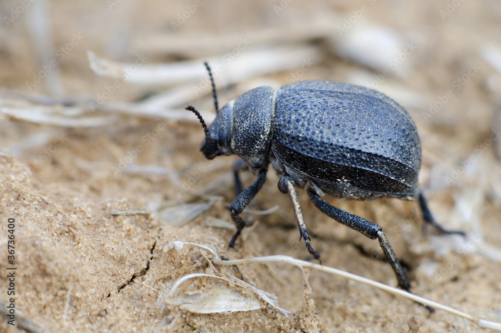 Namib Desert Beetle Namib Desert Beetle
