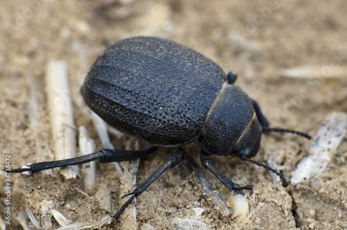 Namib Desert Beetle