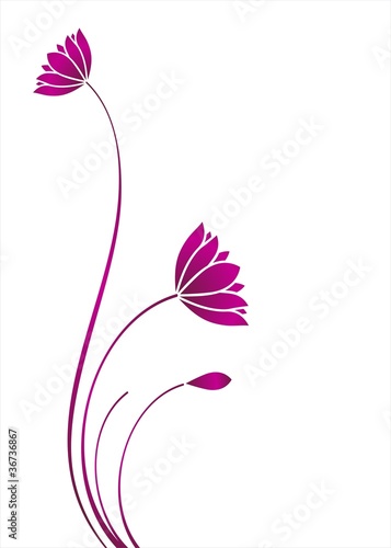 Fototapeta Naklejka Na Ścianę i Meble -  water lily plant , background , India