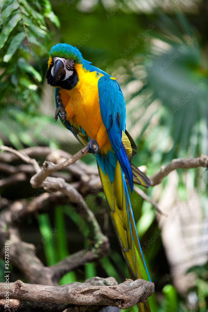 Big blue-yellow parrot