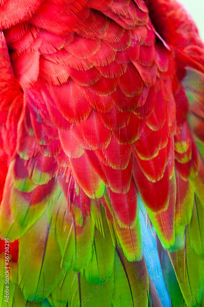 Obraz premium Nice parrot - Scarlet Macaw