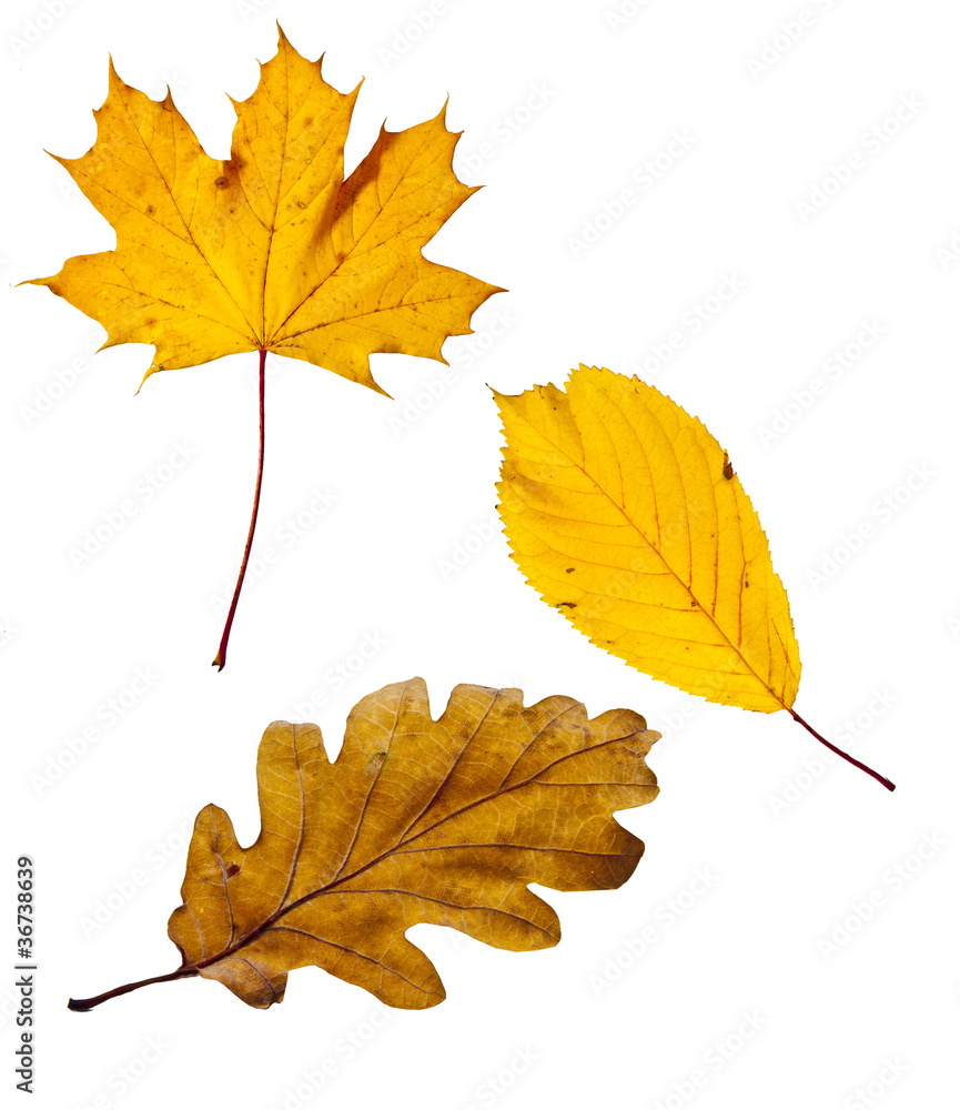 Naklejka premium autumn leaf