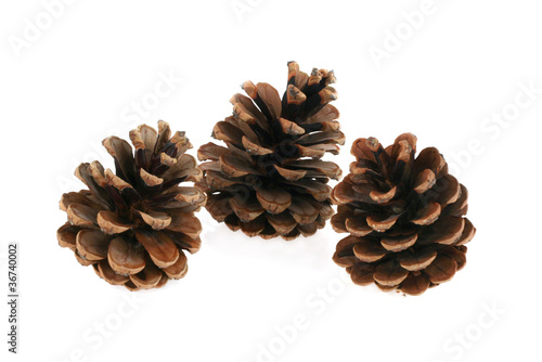pinecone on a white background