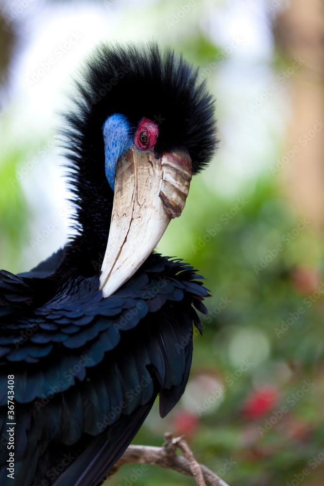 Naklejka premium Female Bar-pouched Wreathed Hornbill