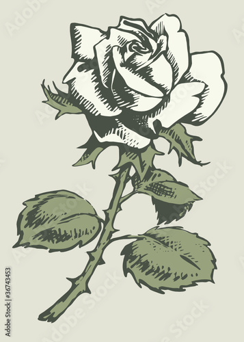 rose ink painting