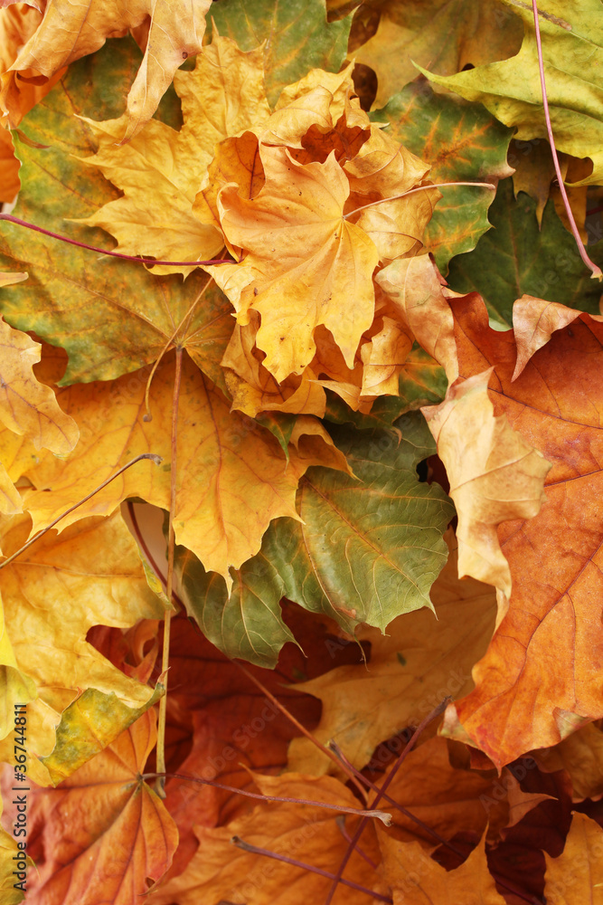 autumn maple leaves closeup
