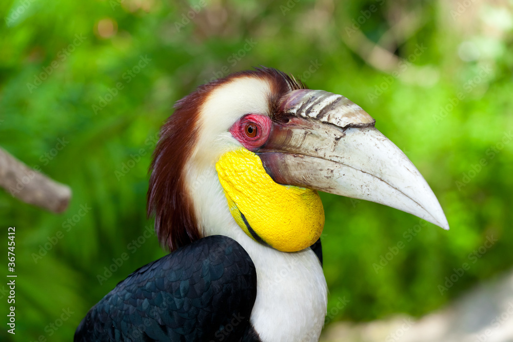 Male Bar-pouched Wreathed Hornbill