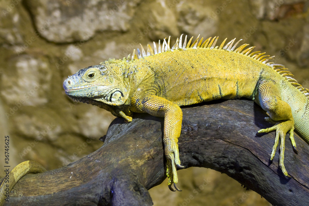 Fototapeta premium Green iguana (Iguana iguana)