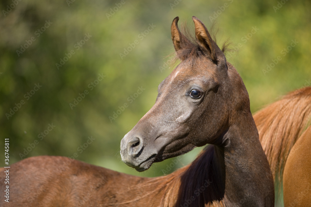 Fototapeta premium Araber