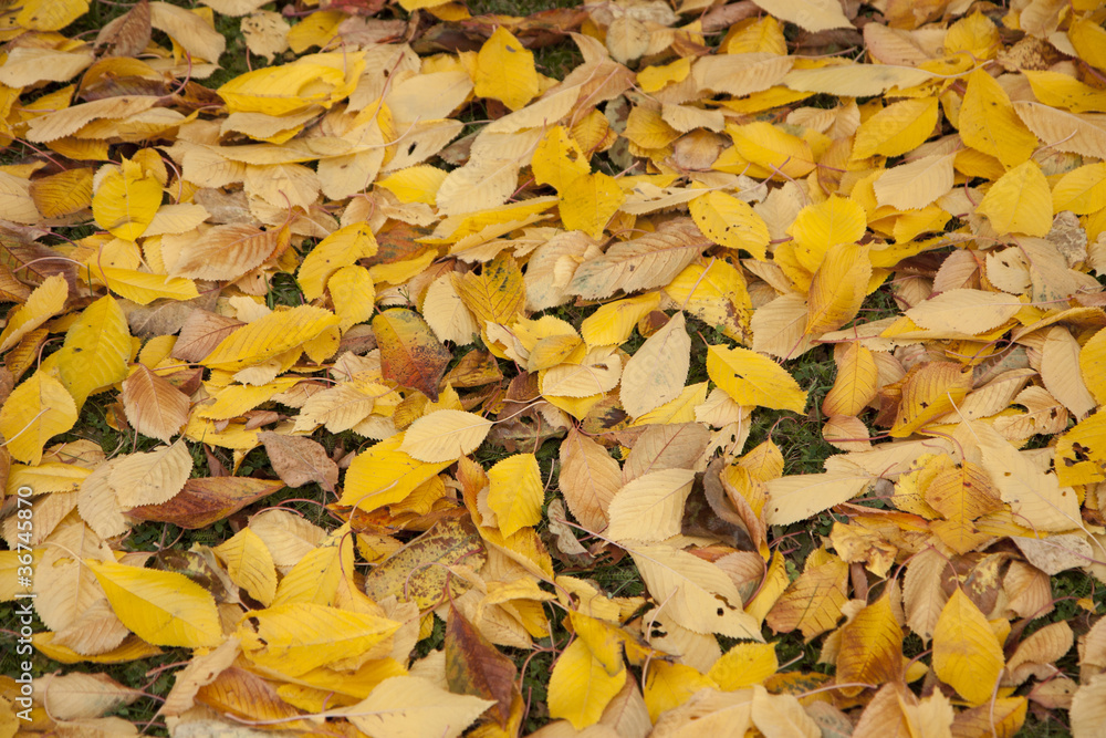 Autumn leaves Autumn leaves