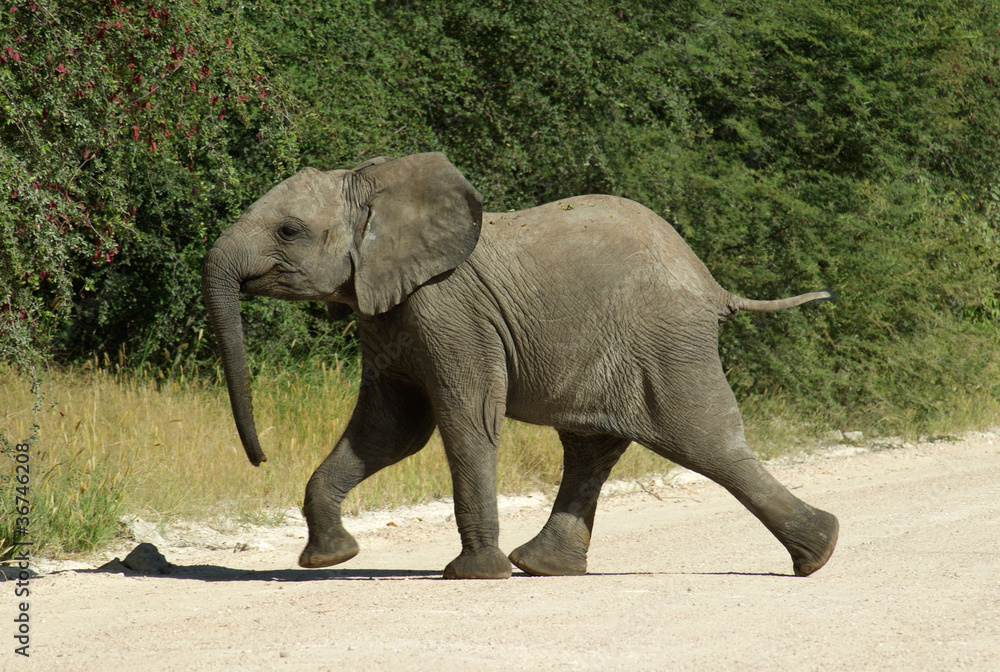 Obraz premium jeune éléphant