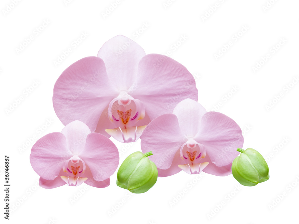orchid isolated on white background orchid isolated on white background