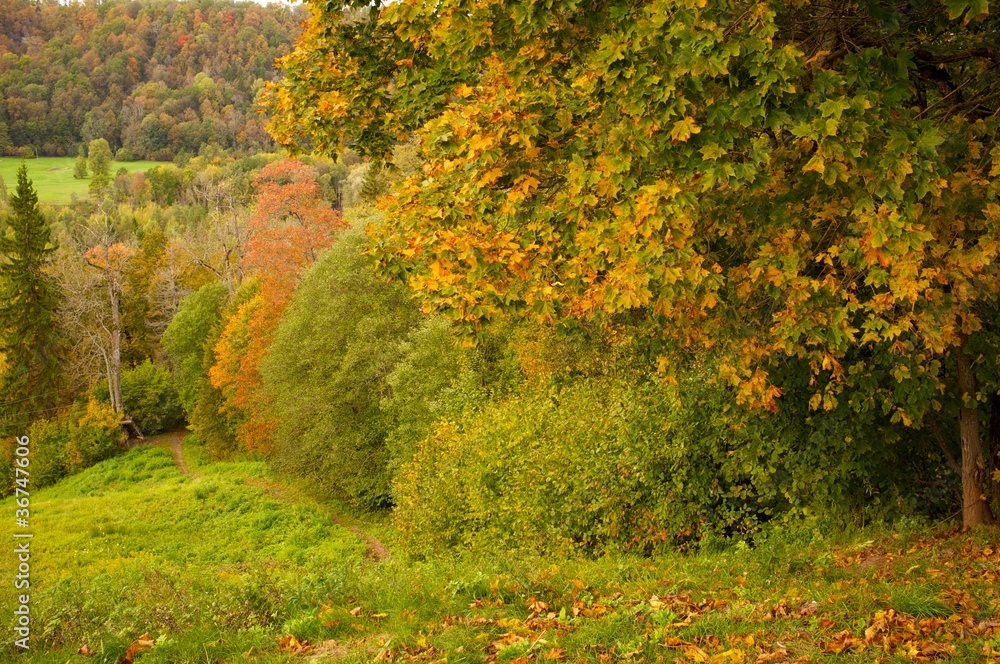 Beautiful autumn forest. Beautiful autumn forest.