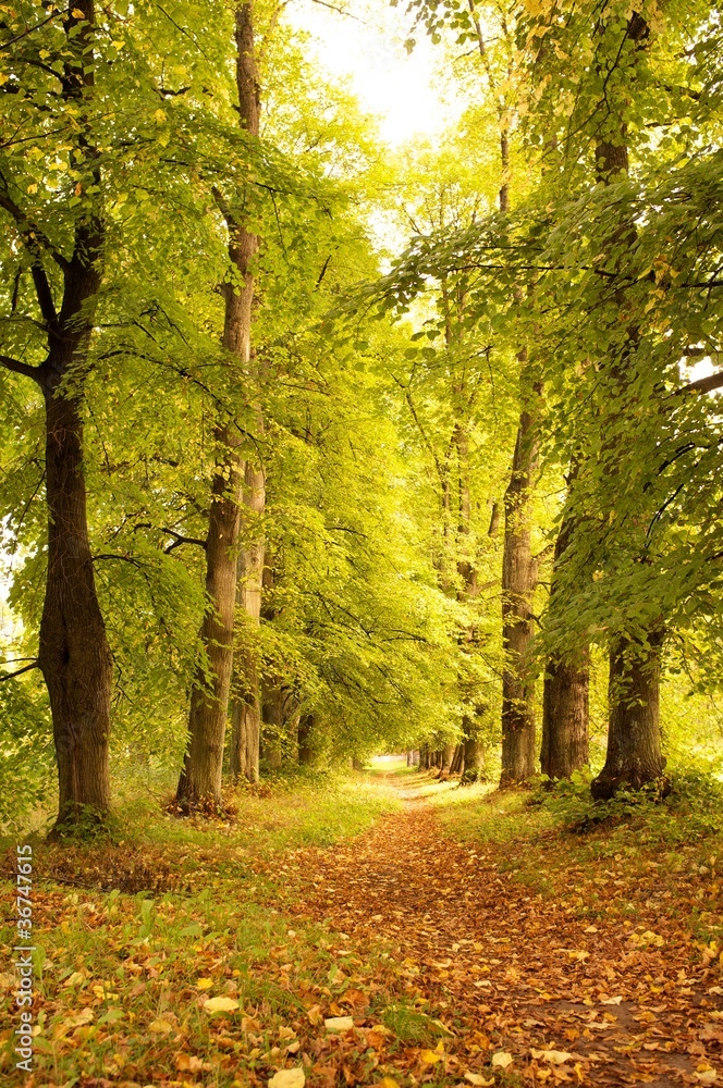 Alley in a autumn forest.