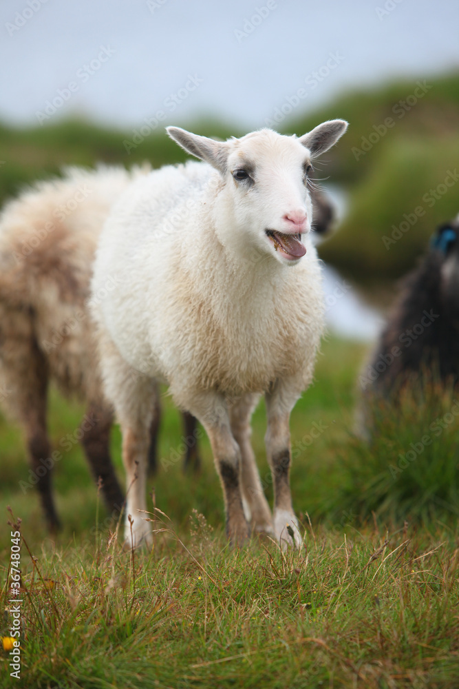 Young white sheep, lamb bleating in the flock Young white sheep, lamb bleating in the flock