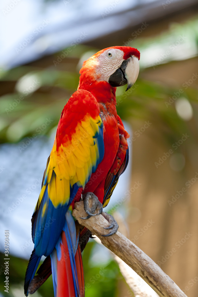 Nice parrot - Scarlet Macaw