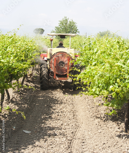vineyard