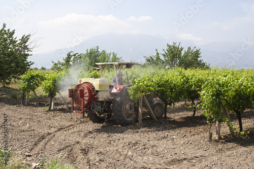 vineyard