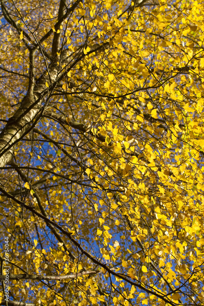 yellow autumn leaves yellow autumn leaves