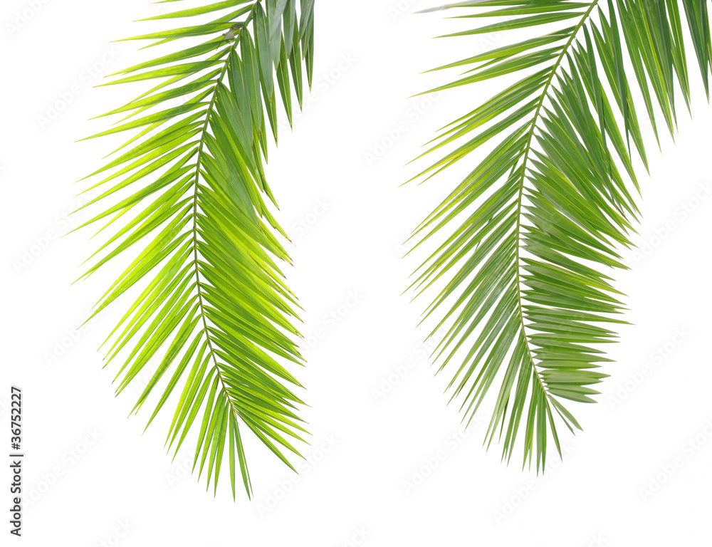 Obraz premium green palm leaf