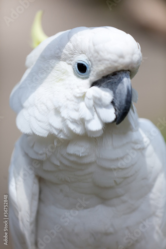 Speaking white cockatoo