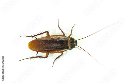 cockroach on white background. .