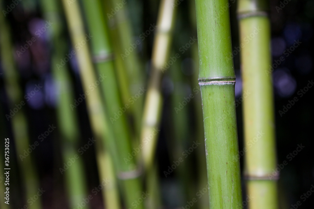 Fototapeta premium Bamboo