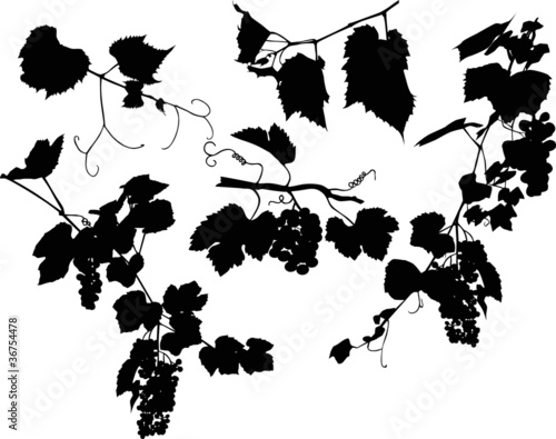 set of grapes and leaves on white
