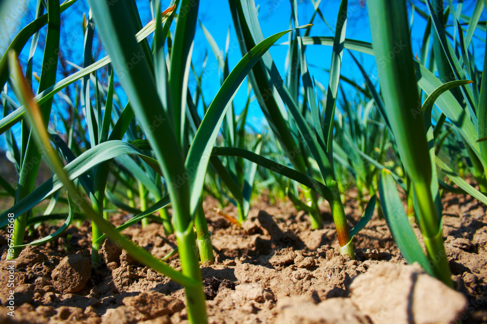 Obraz premium green seedling