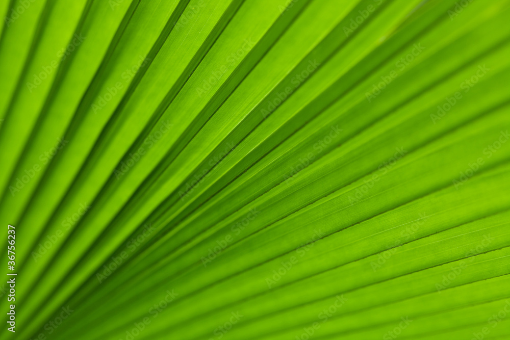 Green palm tree leaf as a background Green palm tree leaf as a background