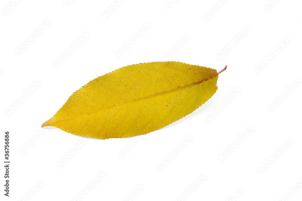Autumn Leaf Autumn Leaf