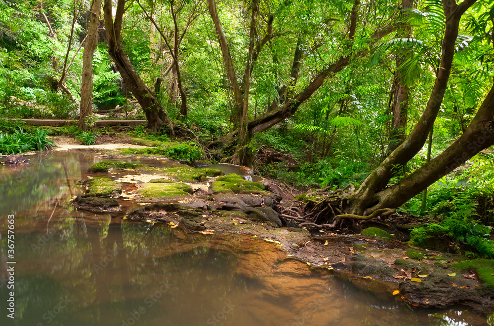 Tropical forest waterfalls.