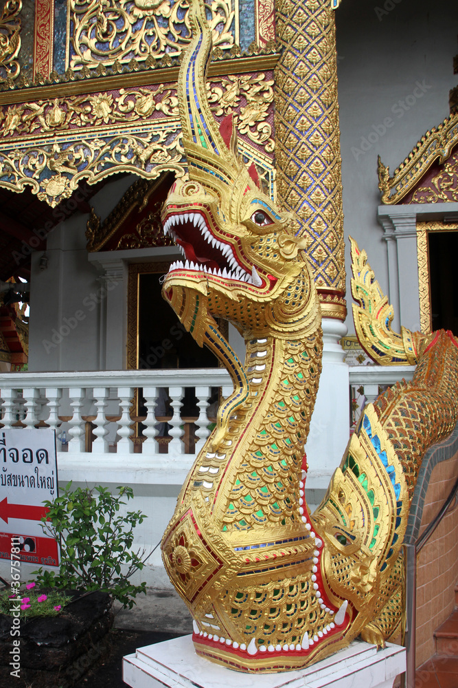 Fototapeta premium Big snake