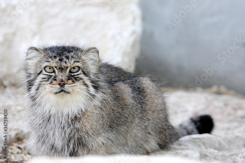 Photography Chat manul ou chat de pallas