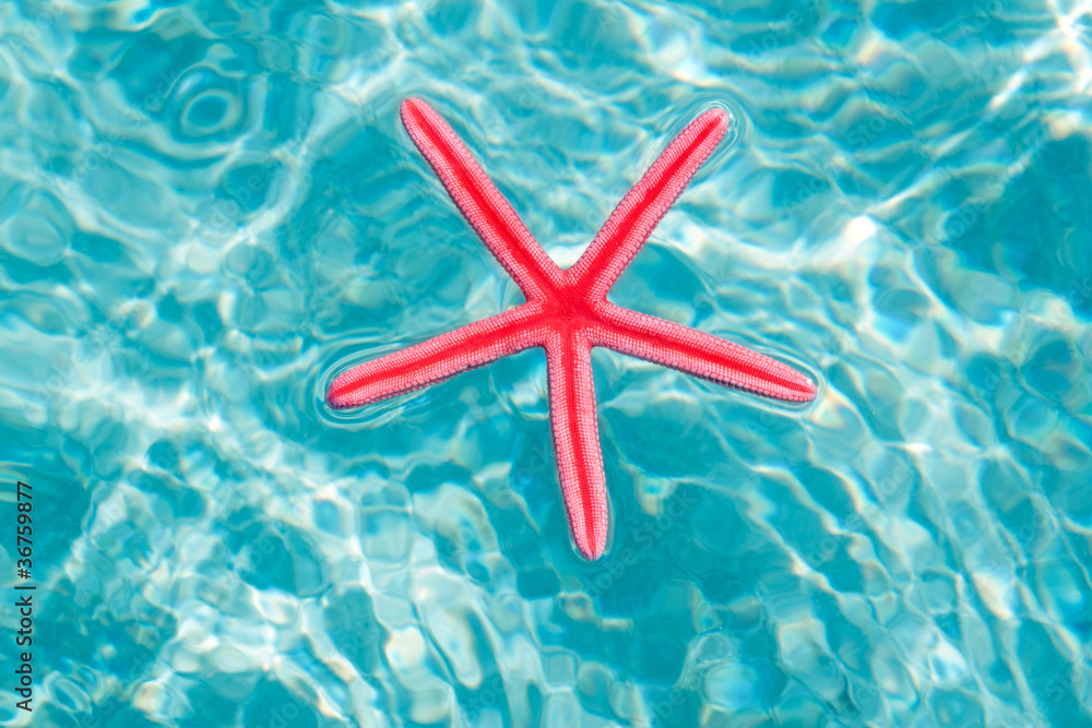 Red starfish floating on clean turquoise water Red starfish floating on clean turquoise water
