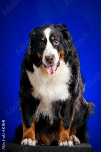 Beautiful Bernese mountain dog (Berner Sennenhund) on the blue b