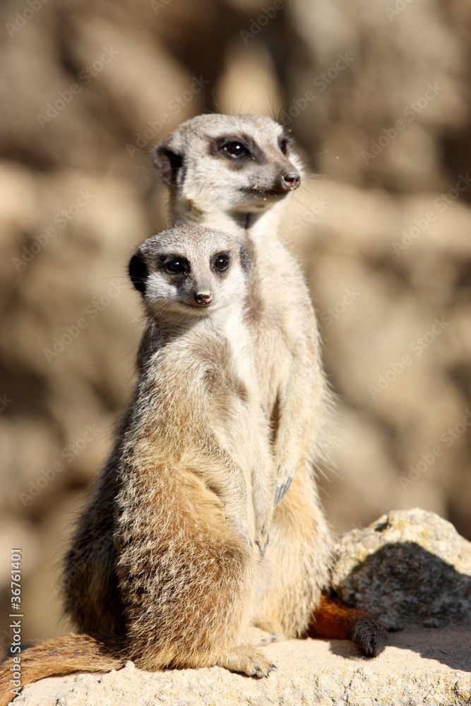 suricate suricate