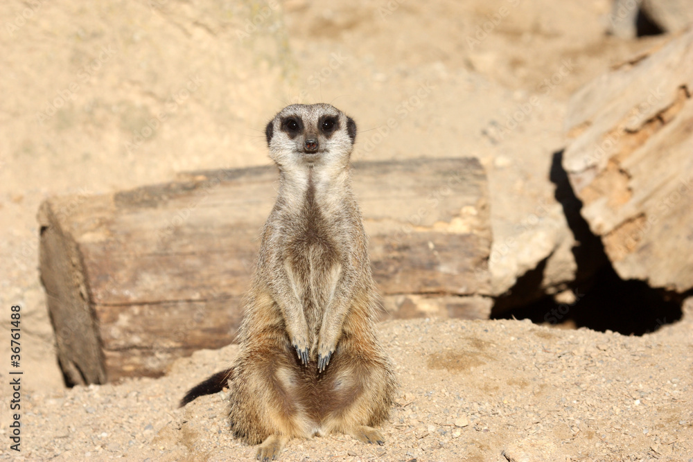 Fototapeta premium suricate