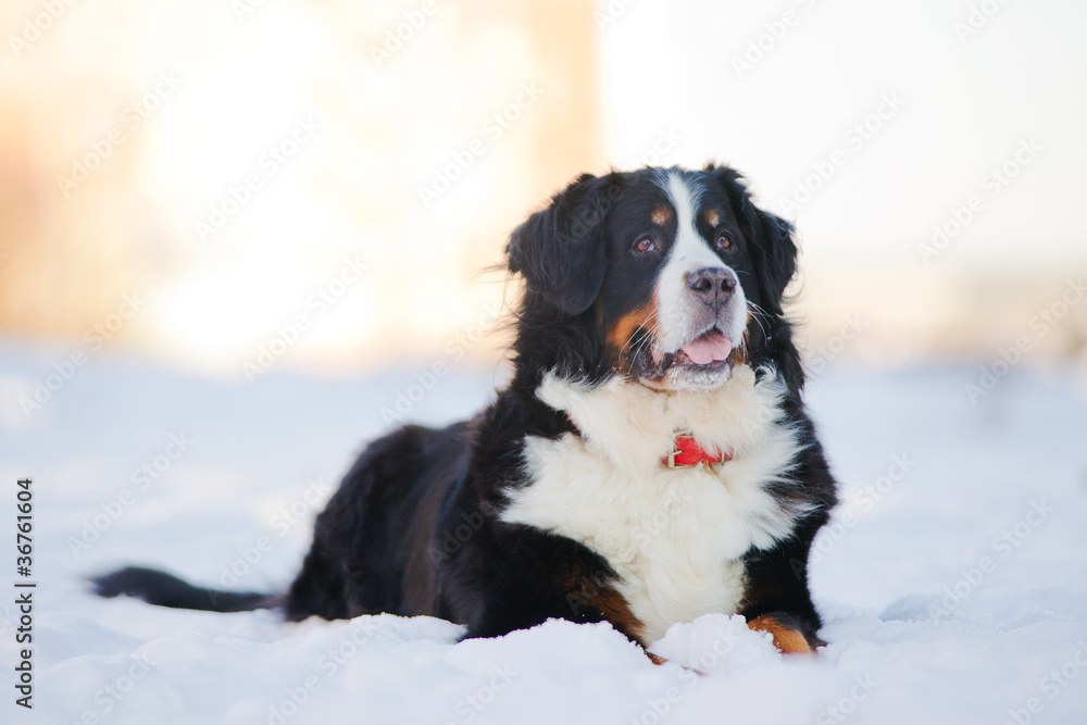 Beautiful bernese mountain dog (Berner Sennenhund) lies on snow