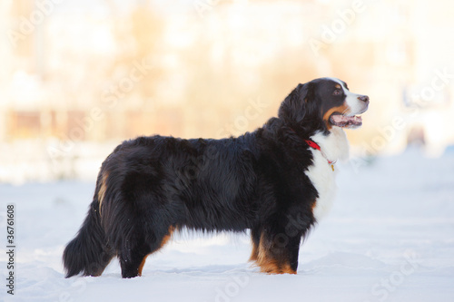 Beautiful bernese mountain dog (Berner Sennenhund) stay on snow