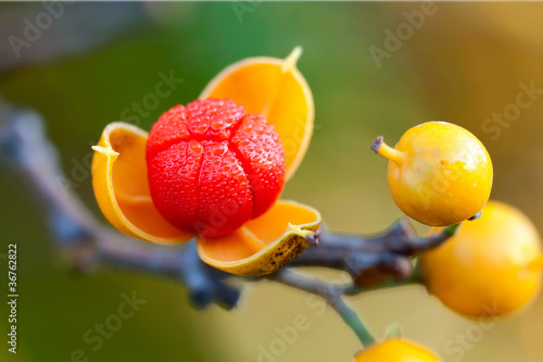 first dew covered bittersweet berry opens wide