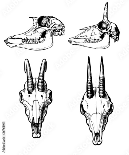 skull of the wildlife on white background