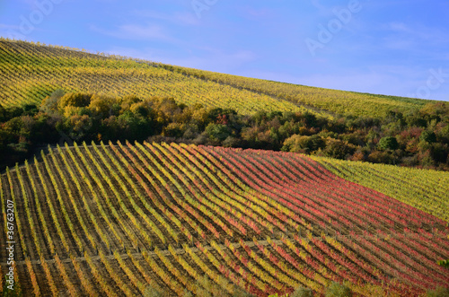 Vineyards in autumn © Mizio70