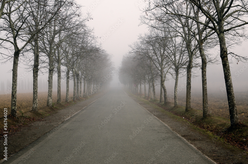 Viale nella nebbia