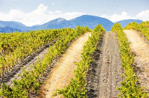 vineyars near Saint-Paul-de-Fenouillet, Languedoc-Roussillon, FR photo