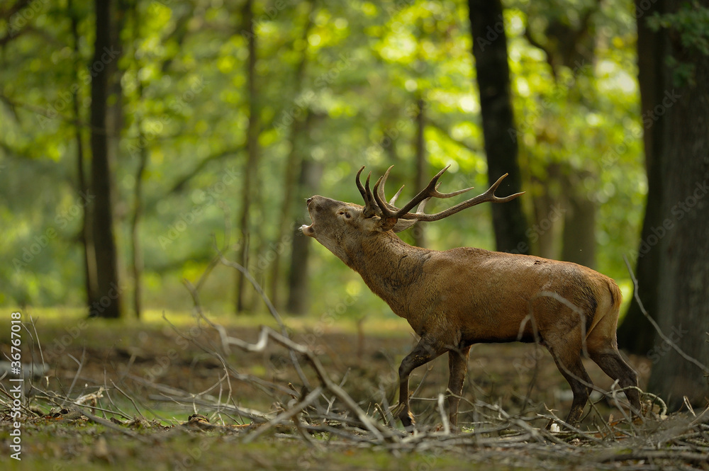 Fototapeta premium cerf