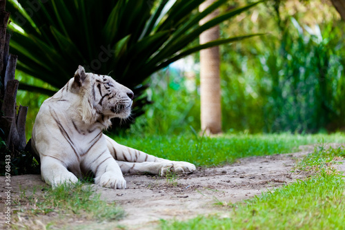 Fototapeta Naklejka Na Ścianę i Meble -  White Royal Bengal Tiger