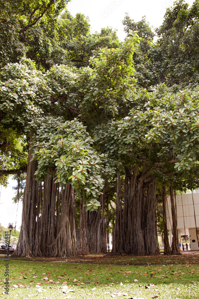 Obraz premium big treE