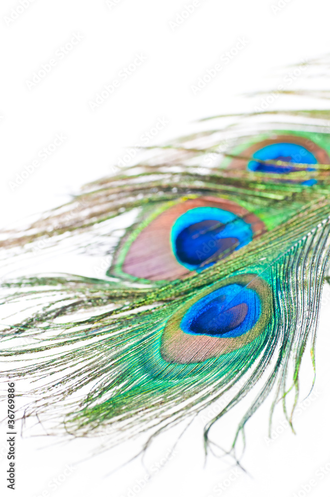 Fototapeta premium Peacock feather on white